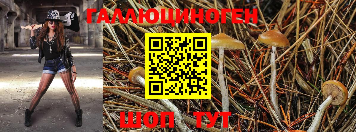 Псилоцибиновые грибы Psilocybine cubensis Новочеркасск